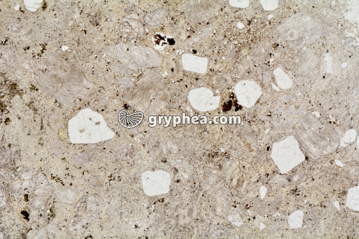 Rhyolite LPNA x3,5 - gryphea.com